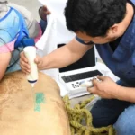 Activan atención médica para leona blanca del Tamatán