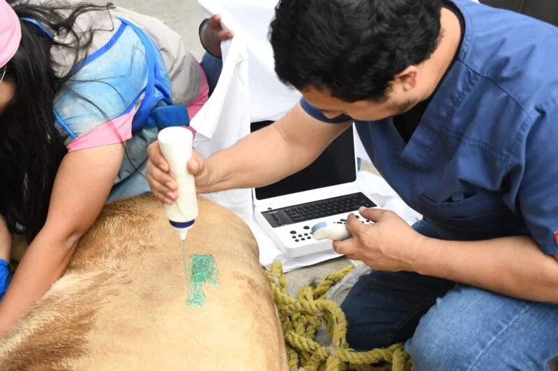 Activan atención médica para leona blanca del Tamatán