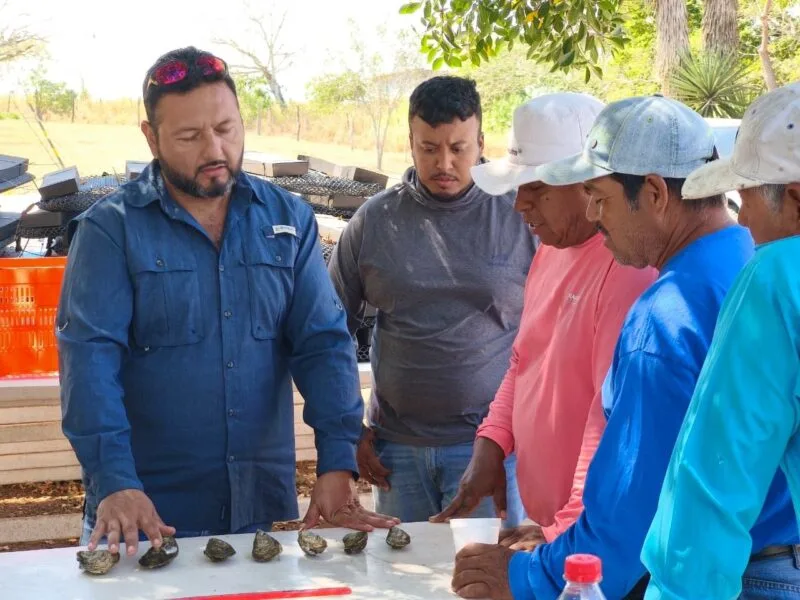 Impulsan desarrollo de granjas de ostión en Aldama y San Fernando