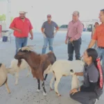 Impulsan evaluación reproductiva de sementales caprinos en Jaumave