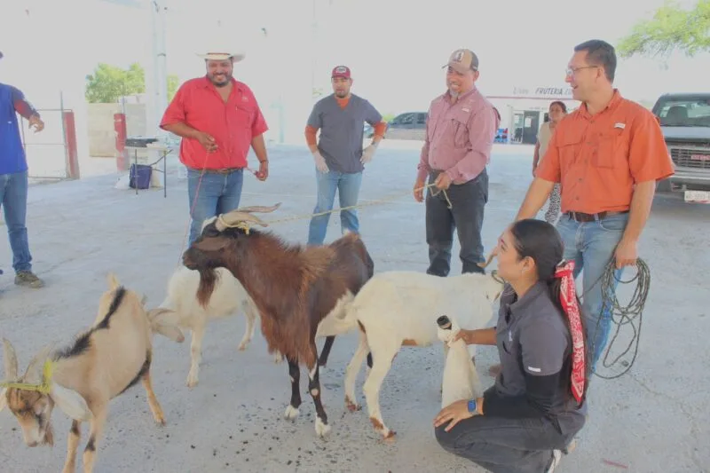 Impulsan evaluación reproductiva de sementales caprinos en Jaumave