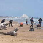 Tras recorridos marítimos, aéreos y terrestres, no se ha detectado hidrocarburos en las costas de Tamaulipas