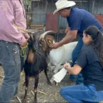 Impulsan eficiencia reproductiva del ganado caprino en Miquihuana