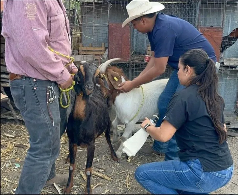 Impulsan eficiencia reproductiva del ganado caprino en Miquihuana