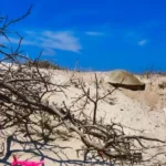 Intensifica Tamaulipas monitoreo y resguardo de nidos de tortuga lora