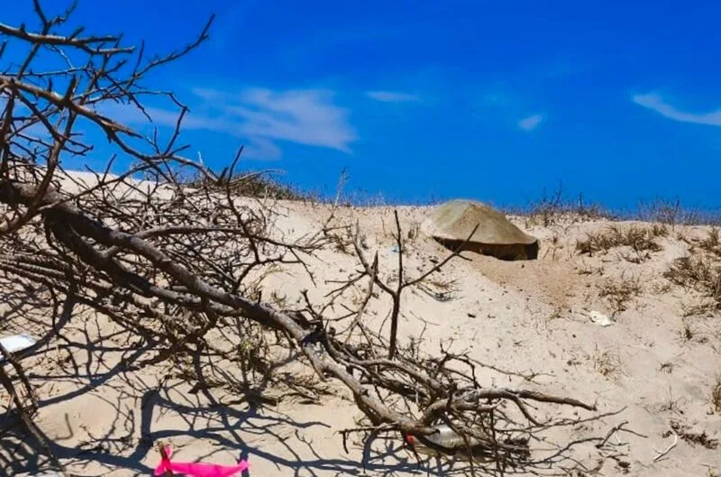 Intensifica Tamaulipas monitoreo y resguardo de nidos de tortuga lora