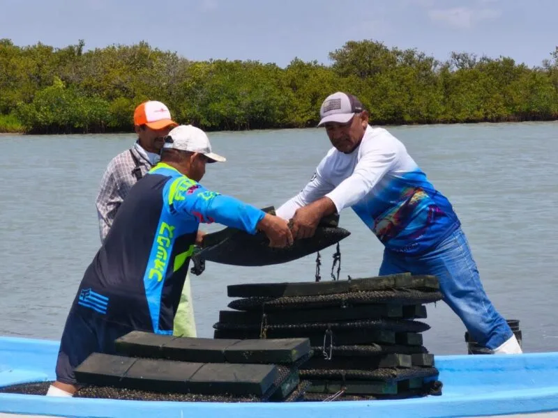 Refuerzan acciones para el crecimiento sostenible del ostión en Aldama