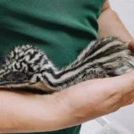 Nacen ejemplares de emú en el Zoológico Tamatán