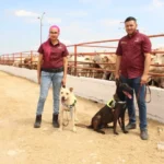 Avanza Tamaulipas en control del gusano barrenador con apoyo de binomios caninos
