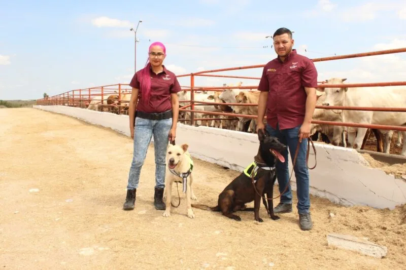 Avanza Tamaulipas en control del gusano barrenador con apoyo de binomios caninos