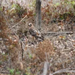 ¡Vuelven a la vida silvestre! Tamaulipas libera especies tras rehabilitación especializada