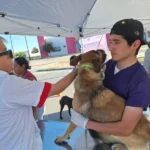 Refuerza Salud campaña de vacunación antirrábica para perros y gatos en todo el estado