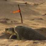 Continúa temporada de anidación de tortuga lora; se resguardan más de 28 mil huevos