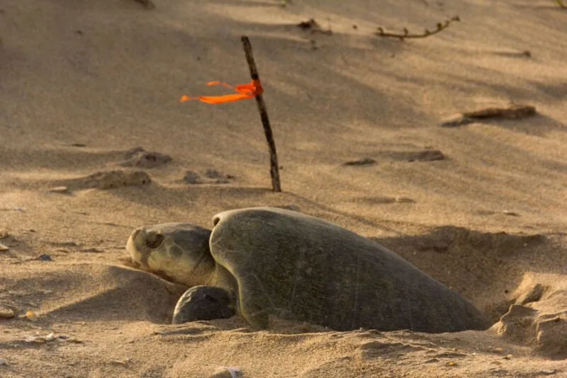 Continúa temporada de anidación de tortuga lora; se resguardan más de 28 mil huevos