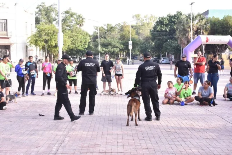 Con más de tres mil acciones operativas y de proximidad, el Agrupamiento Canino de la Guardia Estatal fortalece la prevención y combate al delito en Tamaulipas
