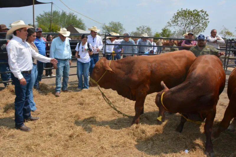 Productores de Soto la Marina acceden a sementales con subsidio estatal