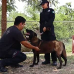 Redobla SSPT medidas de protección a elementos caninos de la Guardia Estatal ante altas temperaturas