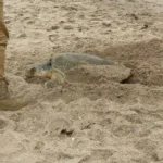 Supera Tamaulipas los 222 mil huevos de tortuga lora protegidos
