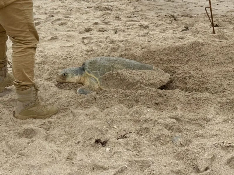 Supera Tamaulipas los 222 mil huevos de tortuga lora protegidos