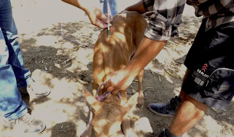 Estado y municipios unen esfuerzos para reforzar sanidad pecuaria en Tamaulipas