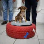 Adolescentes en conflicto con la Ley Penal elaboran y donan camas para mascotas con material reciclado