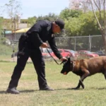 Binomios K-9 de la Guardia Estatal fortalecen la seguridad y la cercanía con la ciudadanía