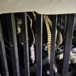 Brindan atención especializada a felino silvestre rescatado en la zona serrana de Tamaulipas