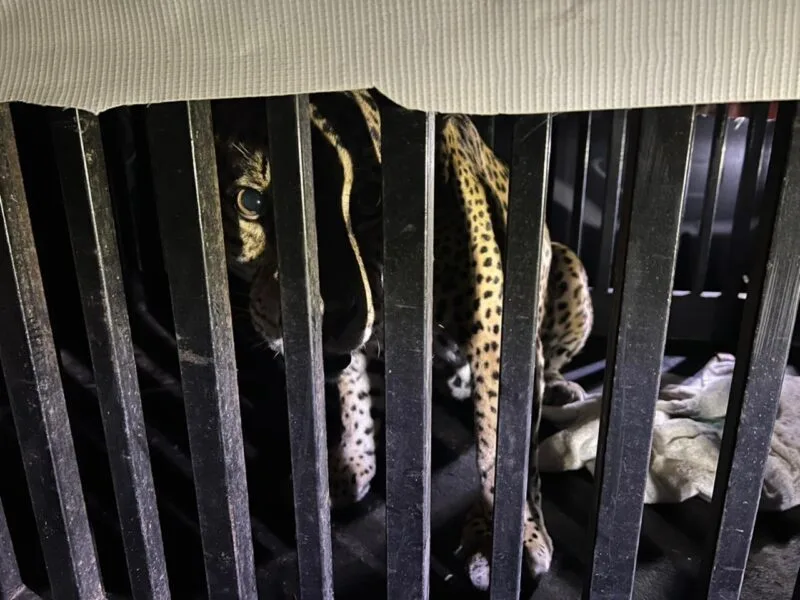 Brindan atención especializada a felino silvestre rescatado en la zona serrana de Tamaulipas