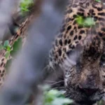 Libera Tamaulipas a jaguar rescatado tras recibir atención médica especializada