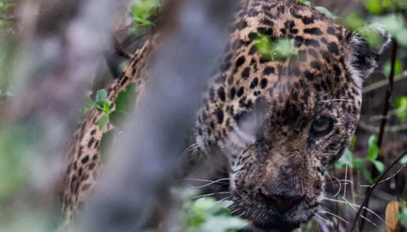 Libera Tamaulipas a jaguar rescatado tras recibir atención médica especializada