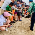 Viven familias la primera liberación pública de tortuga lora en La Pesca