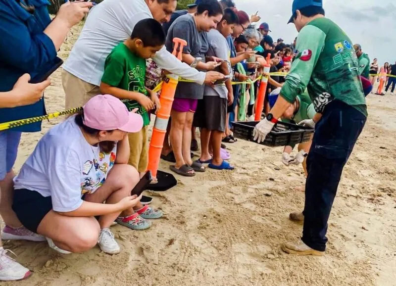 Viven familias la primera liberación pública de tortuga lora en La Pesca