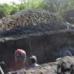 Lidera Tamaulipas la producción nacional de carbón vegetal