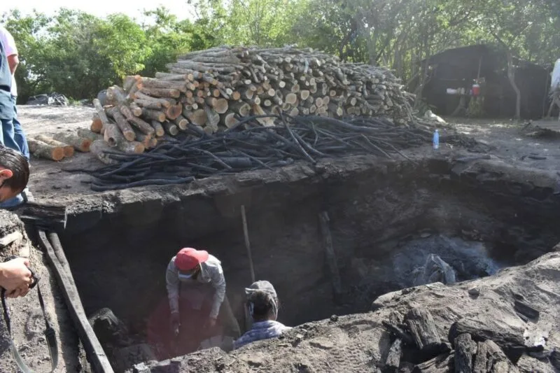 Lidera Tamaulipas la producción nacional de carbón vegetal