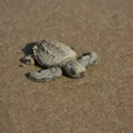 Liberan crías de tortuga lora niñas y niños de Güémez