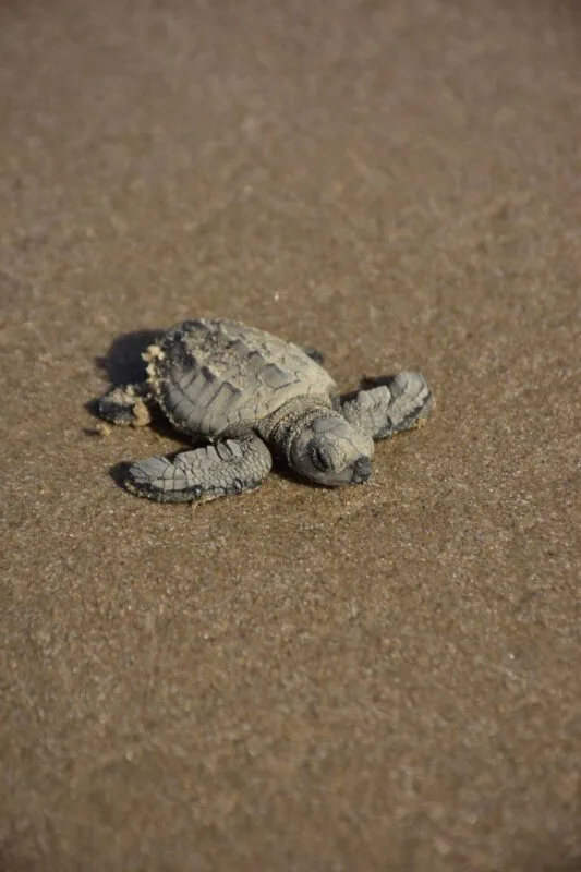 Liberan crías de tortuga lora niñas y niños de Güémez