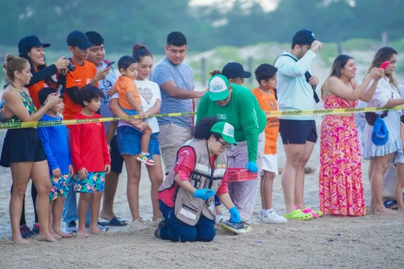 Disfrutan liberación de crías de tortuga lora en Playa Miramar