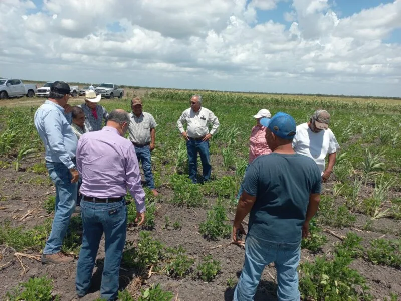 Supervisan avance del cultivo de frijol guar en el norte de Tamaulipas