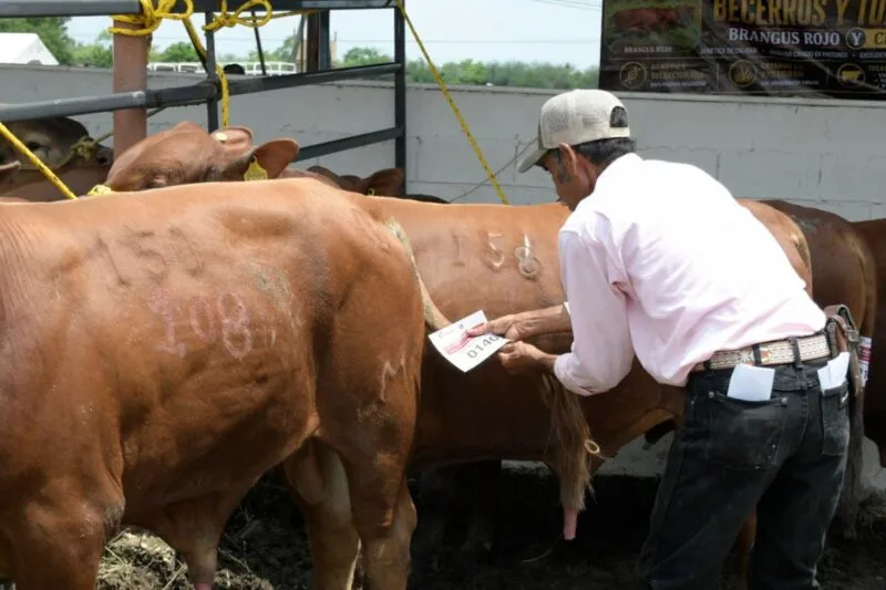Incentiva Gobierno de Tamaulipas competitividad del sector ganadero