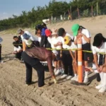 Fortalece Tamaulipas educación ambiental mediante liberación de crías de tortuga lora
