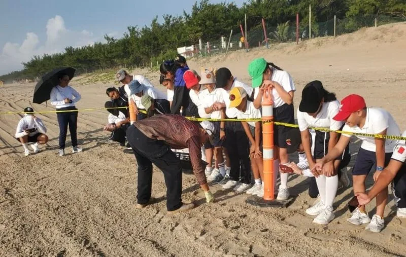 Fortalece Tamaulipas educación ambiental mediante liberación de crías de tortuga lora