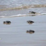 Consolida Tamaulipas liderazgo en la protección de la tortuga lora