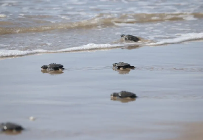 Consolida Tamaulipas liderazgo en la protección de la tortuga lora