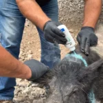 Iniciará en Tamaulipas la dispersión de moscas estériles para combatir el gusano barrenador