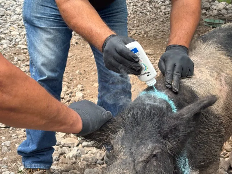 Iniciará en Tamaulipas la dispersión de moscas estériles para combatir el gusano barrenador