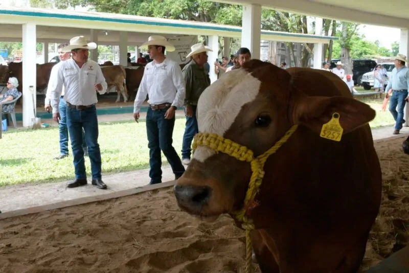 Acerca programa estatal, genética de alta calidad a las y los productores pecuarios