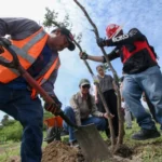 Contribuye SEDUMA a estrategia de reforestación con más de 134 mil manglares y árboles nativos