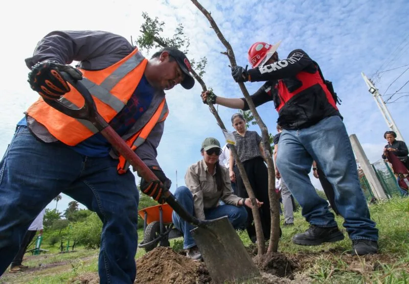 Contribuye SEDUMA a estrategia de reforestación con más de 134 mil manglares y árboles nativos