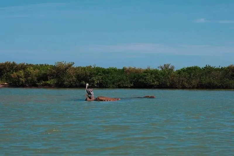 Ciudad Madero y Soto la Marina: dos caras del paraíso costero tamaulipeco