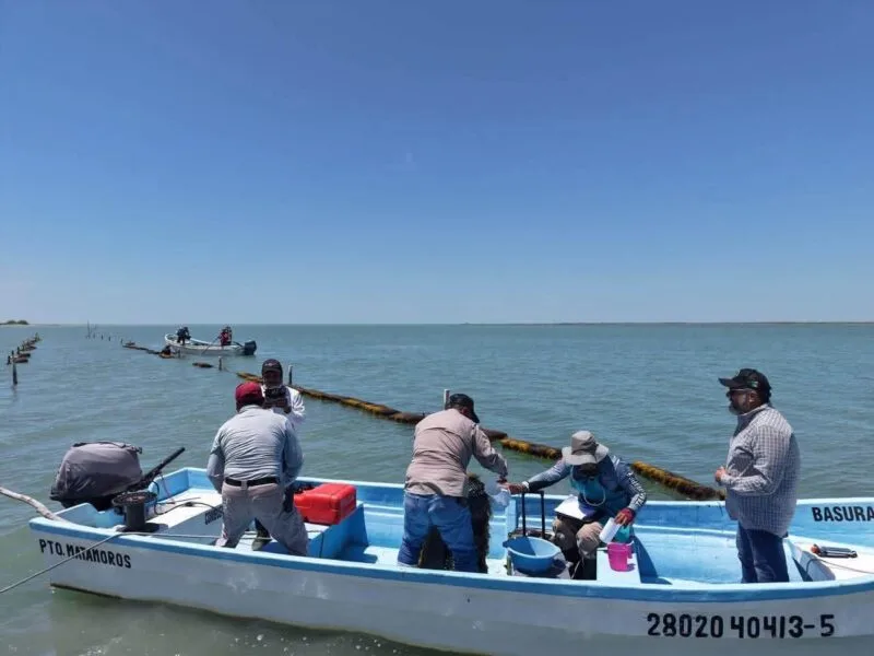 Dan seguimiento técnico al crecimiento de la actividad ostrícola en la Laguna Madre
